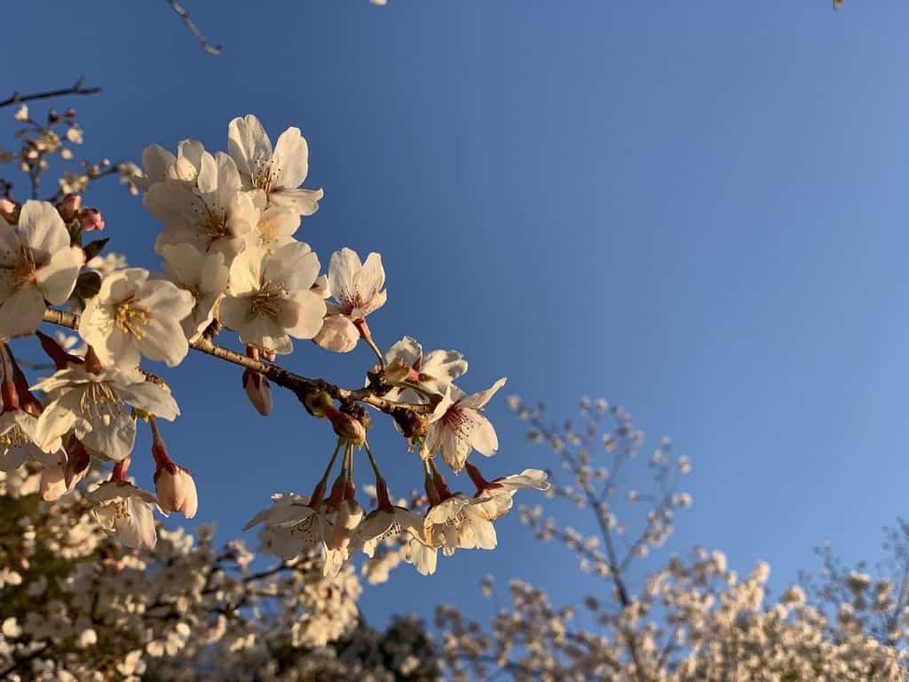 日比谷公園の桜